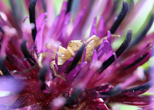 A crab spider waiting for its prey.