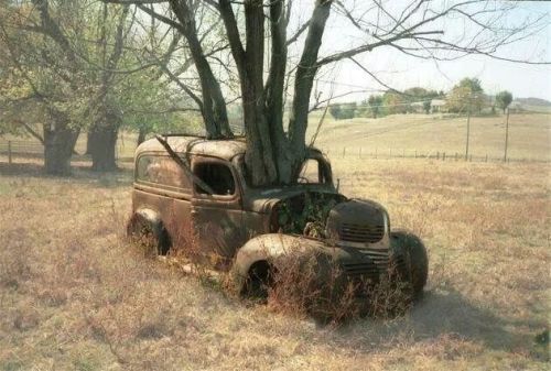XXX destroyed-and-abandoned:  Car and tree become photo