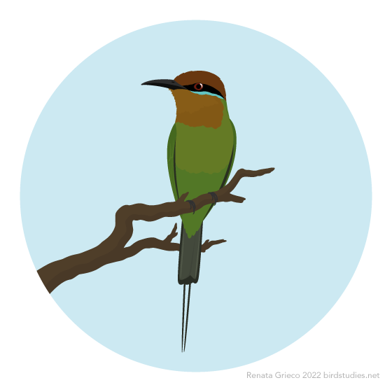 A green bee-eater with a reddish-brown head, black and turquoise lines across its face, dark grey tail with two thin tail streamers, and dark grey bill and feet perches on a bare branch, against a pale blue sky