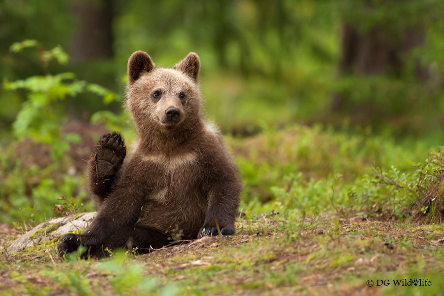 fuck-yeah-bears:  High Five by Giedrius Stakauskas