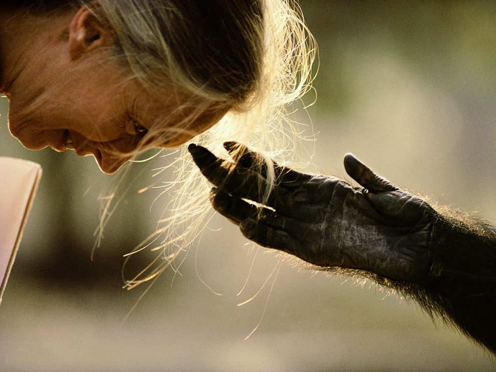 wild-earth:  Jane Goodall With Chimp   Primatologist Jane Goodall bends forward as