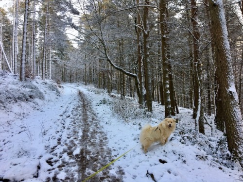 doggo-walking in a winter wonderland