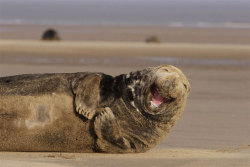 Happ sea elephant