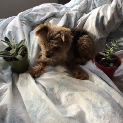 affable-ella:  My dog is smaller than these plants 