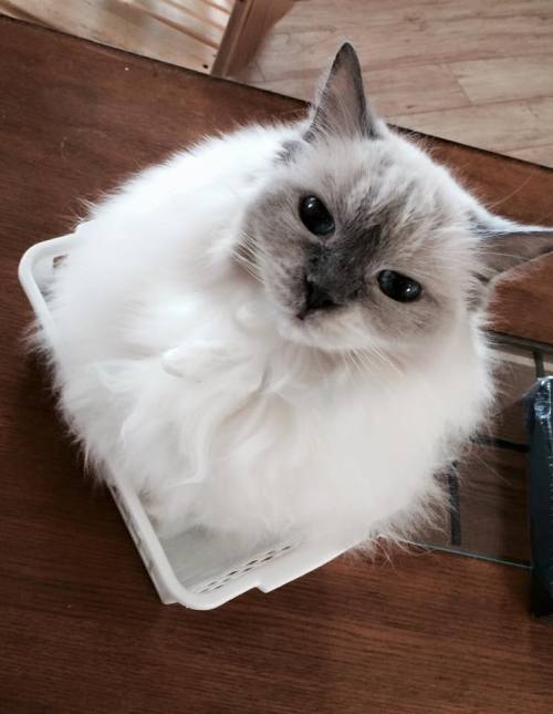 cuteness–overload: My persian ragdoll crossbreed, KiKi (photo source): imgur.com/r/aww/