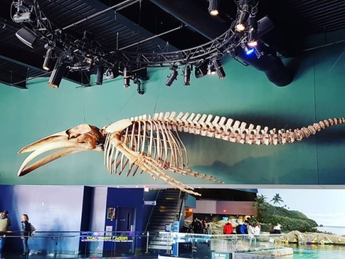 Ripley’s Aquarium Humpback whale skeleton Humpback whales (Megaptera novaeangliae) were once h