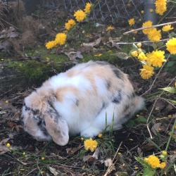 peanut-the-bunny:  💛