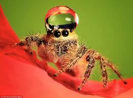robotspider: When you are sad, just remember that jumping spiders sometimes wear water droplets as hats 
