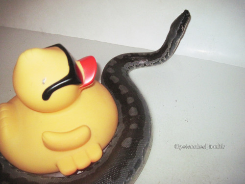 kookootegu-deactivated20140727:Ｒｕｂｂｅｒ ｄｕｃｋｙ， ｙｏｕ＇ｒｅ ｔｈｅ ｏｎｅ~ ~ｙｏｕ ｍａｋｅ ｂａｔｈｔｉｍｅ， ｓｏ ｍｕｃｈ ｆｕｎ 