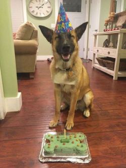 cuteanimalspics:  Best cake ever! (Source: