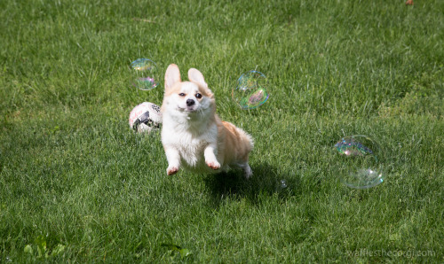 Waffles - The most majestic of corgi beasts.