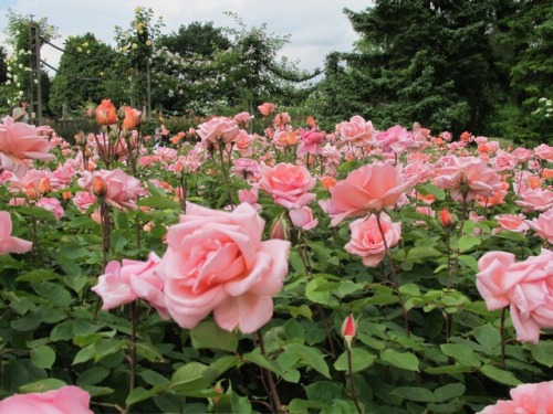 pink flowers