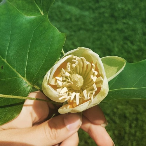 Liriodendron tulipifera #top5trees