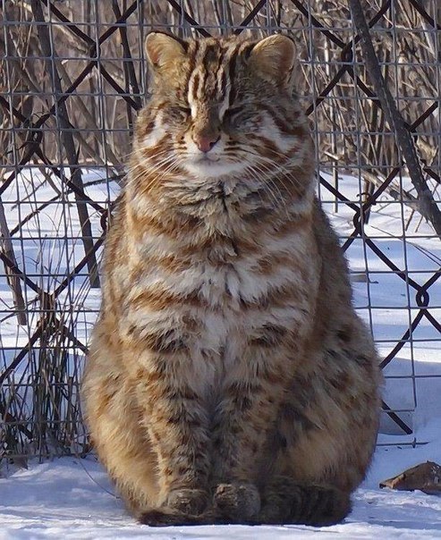 markv5:Перед вами амурский лесной кот! Красавец!…