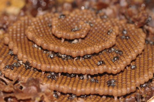 bobbycaputo:Stingless Bees Are Creating Beautiful Spiraling Hives in Australia
