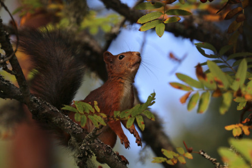 michaelnordeman:Almost forgot to post red squirrel of the day!