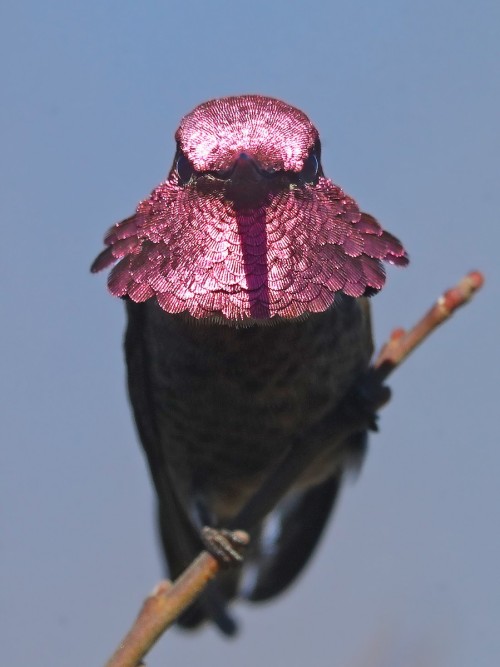 Anna’s Hummingbird (Calypte anna)© Matt Davis