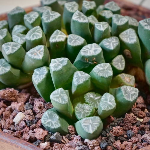 Haworthia truncata var. maughaniiHorse’s Teeth(via)