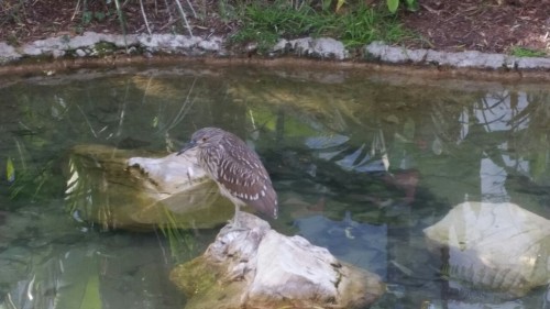 Today I went to visit my grandma and we walked to the pier, on the way I saw these neat birds. I think they’re black-crowned night herons