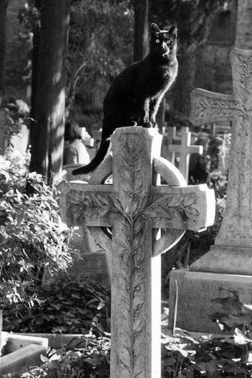 darknessblackness:Cemetery Cats