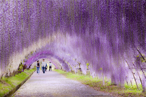  20 places that don’t look real (part 2)11.Mount Roraima-Venezuela12.Naico mine-Mexico13.Red beach-China14.Solar du Uyuni-Bolivia15.Tainzi mountians-China16.Tulip fields-Netherlands17.Tunnel of love-Ukraine18.Wisteria flower tunnel-Japan19.Zhangye Danxia