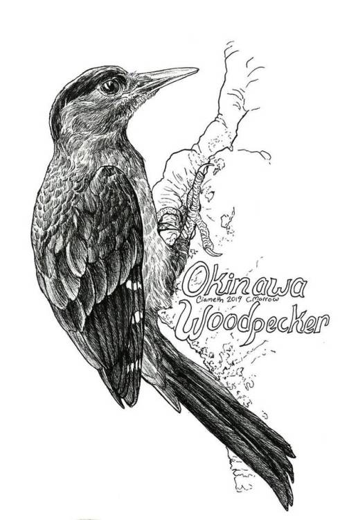 Endangered Inktober - Okinawa Woodpecker by Ciameth  Day 11 - Okinawa Woodpecker, Dendrocopos noguch