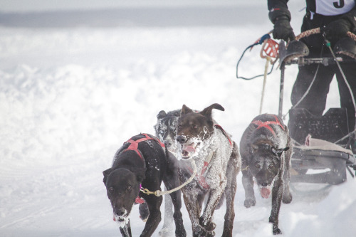 youngventure: Accidentally missed the start of the Underdog 100 but watched the 4-dog and 6-dog star