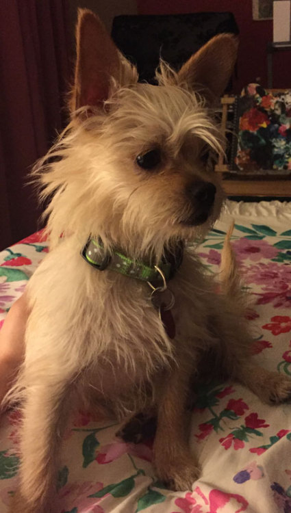 cryingmanlytears:  So this is my dog Ludo and hes about a year old. We got him in March and were told he had bounced between several homes and we weren’t sure why because seemed like such a sweetie. Well we found out he wasn’t housebroken. We went