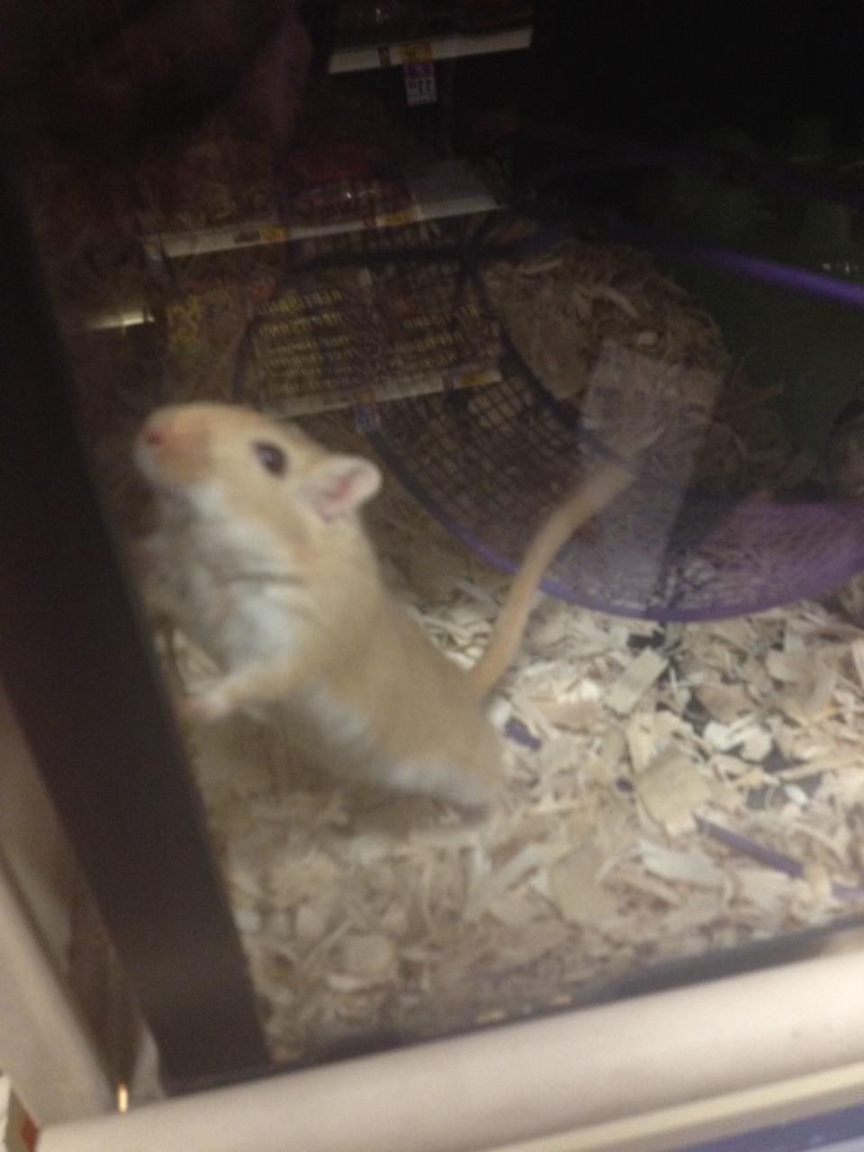 reallybigsword:  this little guy was so excited to have visitors today  I LOVE IT.