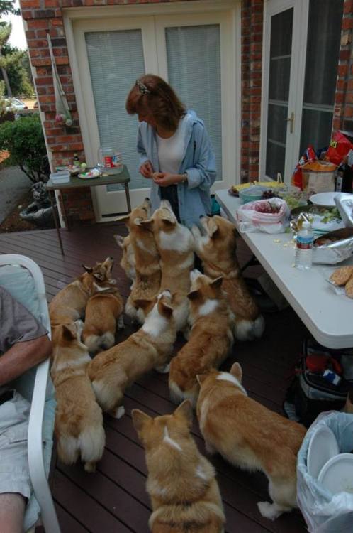  The corgi army ascends. They demand BBQ.  [source] [h/t: fenrisandrockythevallhunds] 