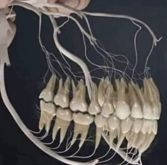 childofwestwind: sexwitsockson:  sixpenceee: Why toothaches tend to be linked to