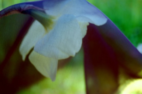 Something I find quite interesting - Flowers. The beautiful creations of nature with such delicate s