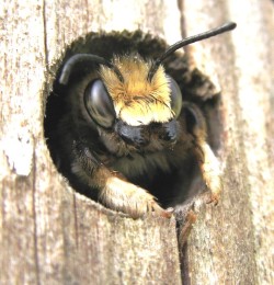 blanketflowerbees:  A Mason bee and her tiny
