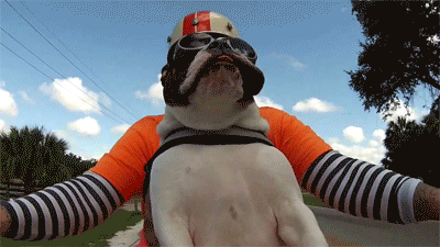 shawngalaxy:  onlylolgifs:  Sweets the english bulldog see’s a biker wave at us