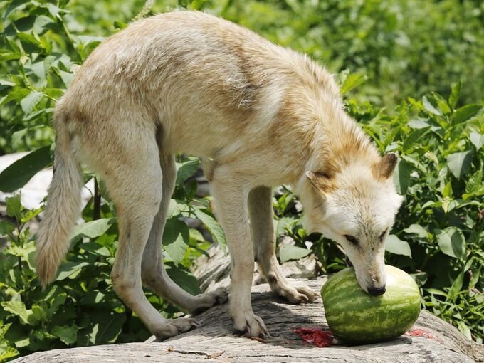 8bitmickey: Pictures of wolves eating watermelons has quickly become my new aesthetic.