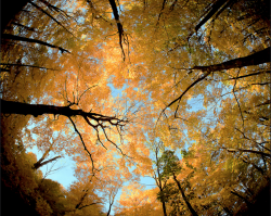 love-personal: Wisconsin Canopy 