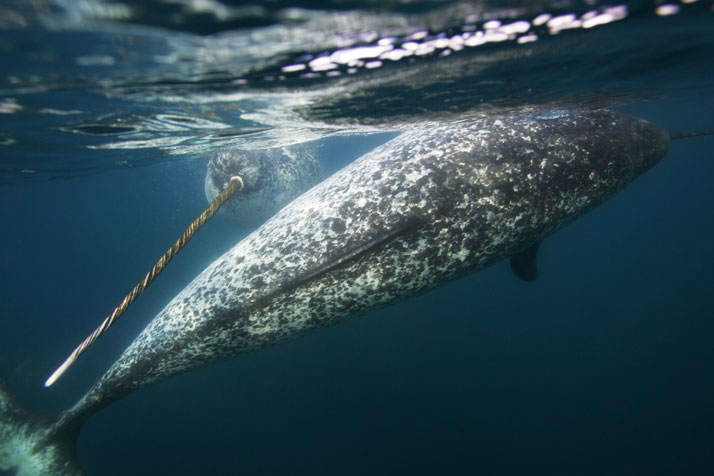 nubbsgalore:photos by paul nicklen for national geogrphic, who explains: “i