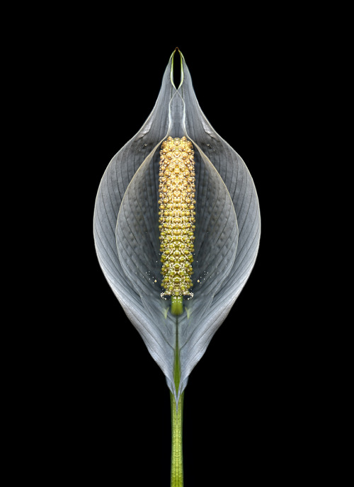 utobia:Peace DXFloriography by Toby Braun Mar 2015  utobia.tumblr.com 