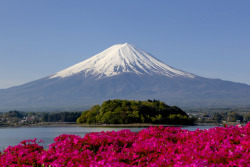 kara-meru:  floralls:  Flowers &amp; Fuji by Jun  It is here to bring you bunches of joy and happiness. 
