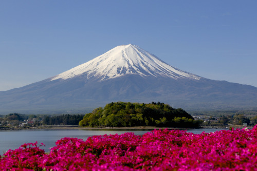 kara-meru:  floralls:  Flowers & Fuji porn pictures