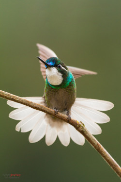 importantbirds:  fairy-wren:  (via 500px / White-throated Mountaingem (Lampornis castaneoventris) tail disp by Chris Jimenez)  the final bows… for the Most Tiny of Ballet Dance! How small are the shoes? Made out of Tiny bit of a fabrics size of findle