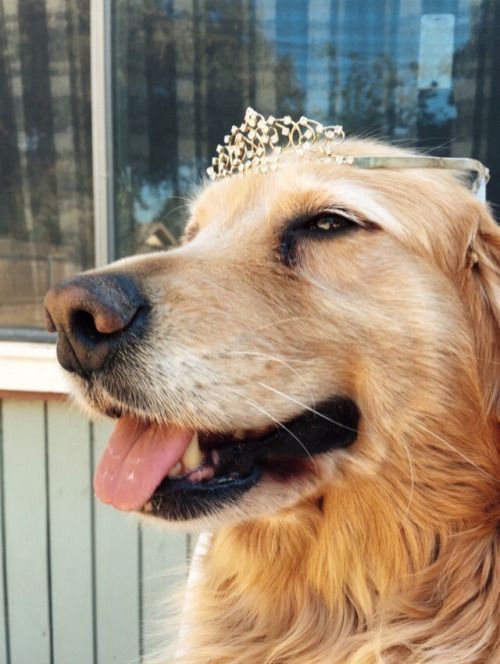 babyanimalgifs:  let me bless ur dash