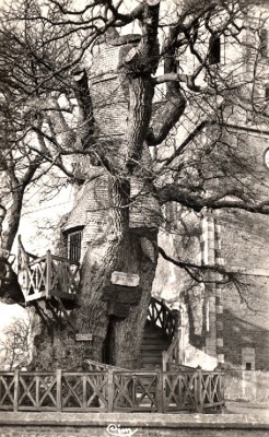 Le chêne d’Allouville-Belfosse en Seine-Maritime, France.