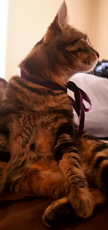 dragonflyy419:Put a bow on the cat and instead of being upset, he starts posing!