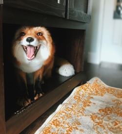 everythingfox: Juniper the Fox :D