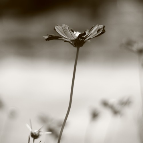 Solitude