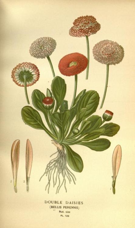 Illustrations taken from &lsquo;Favourite Flowers of Garden and Greenhouse’ by Edward Step. Publishe