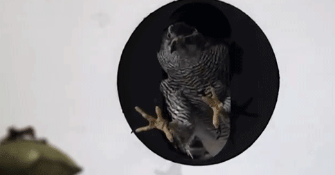 house-of-gnar:  Goshawk demonstrates maneuvering abilities | BBC Two