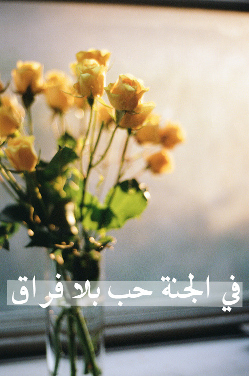 jnnah:  الجنـة تستحقكم جميعا .. فلا تبخلوا علي أنفسكم بها ..  أعملوا الصالحات واجتنبوا المحرمات السيئات .. الجنة يوماً ما يلتقي بهـا كل الاحباب