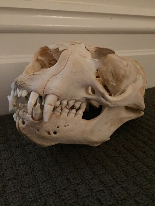 Sea lion skulls, an adult and juvenile. Very gnarly skulls